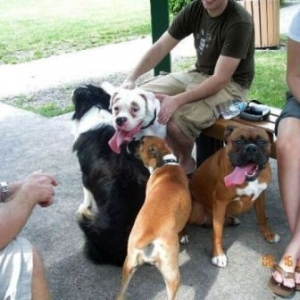 Boxer Luv