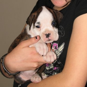 Winnie - 5 weeks
