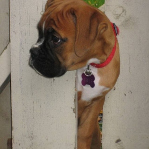 our guard dog