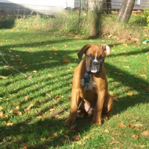 14 wks