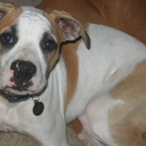 Dax 6 mos old