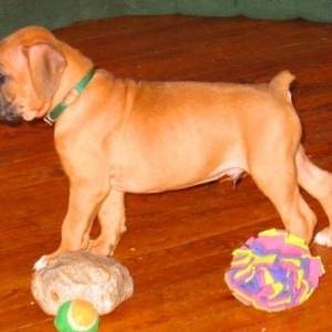 Cooper 7 weeks