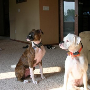 puppys
