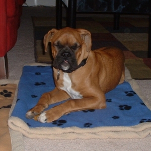 Lewis - 6 mo.