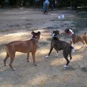 Northern VA boxer bash October 2006
