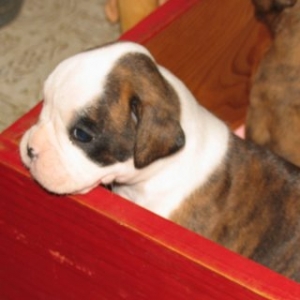 Winnie - 4 weeks