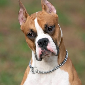 droopy_feb_06