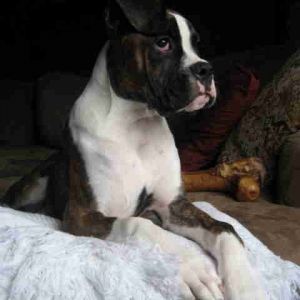 Harley