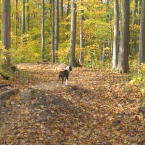 in the woods..