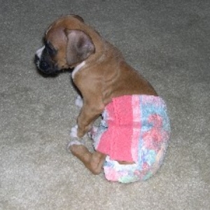 diaper