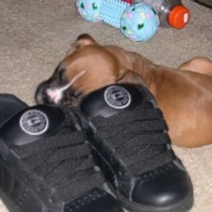 shoe1