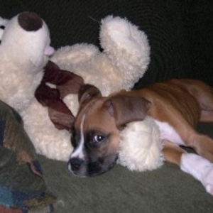 teddybear