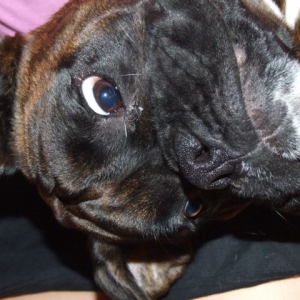 Bruno