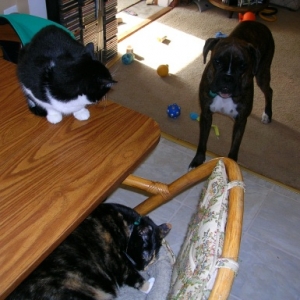 The Gang