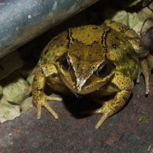 Frog