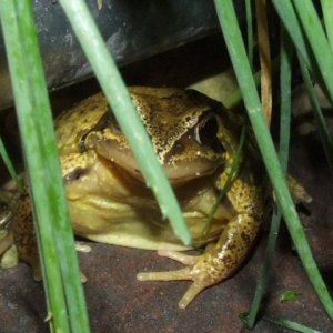 Froggy
