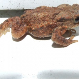 toad_bw