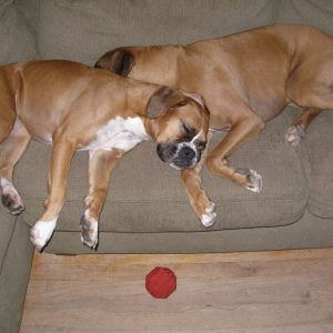 2 Love Birds