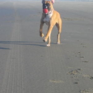 Bella at the beach