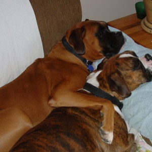 Cuddle Pups