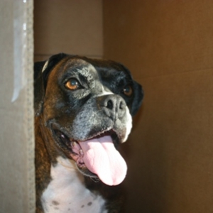Snubby - in - the - box