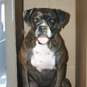 Snubby - in - the - box