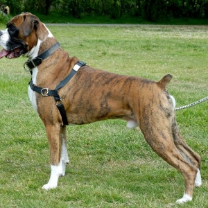 Henri