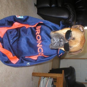 Bronco Fan