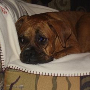 Lucy chair