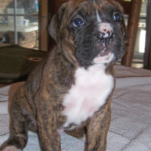 Oscar 4 weeks old