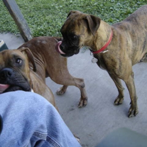 Boris_and_Fritzi