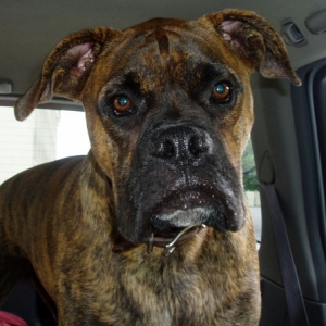 Brutus