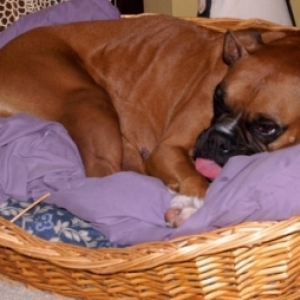Gracie Sleeping