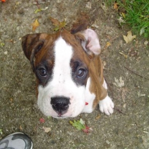 Little Scarlett 2