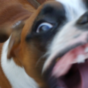 Scary Zeb