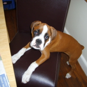ZEB2