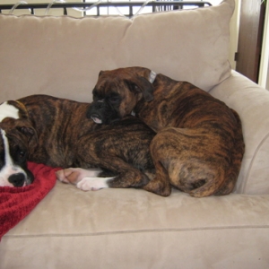 Gracie and Gus snoozin'