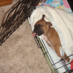 Sleepy pup