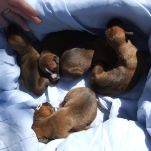 3 days old