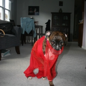 Snubby the Arabian Queen