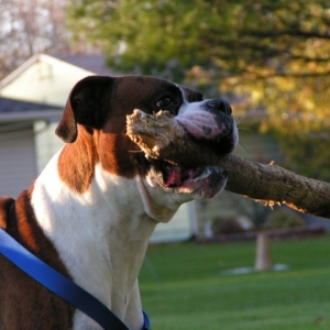 Duke with his favorite toy ever!