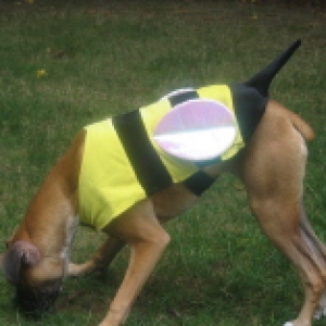Bella the bee