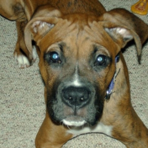 face13wks