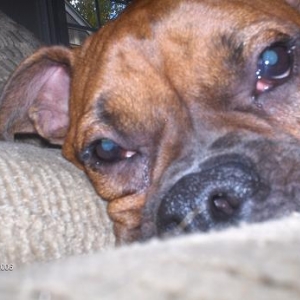 Smooshy face