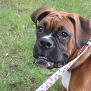 Snaggle Tooth