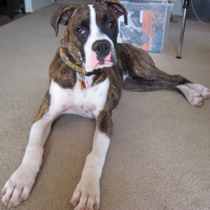 Gus, age 10 months