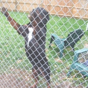 Let me out!!!!