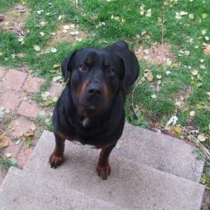 Rex the Rottweiler