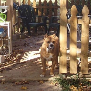 pretty cosmo dog