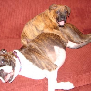 They make a good pair don't they?